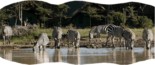 safari to Tsavo East, Amboseli, Tsavo West - kilaguni