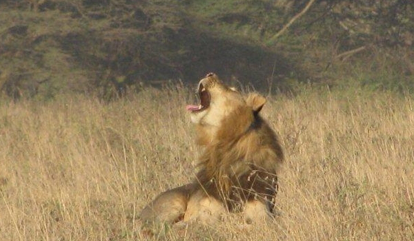 nairobi national park lions 