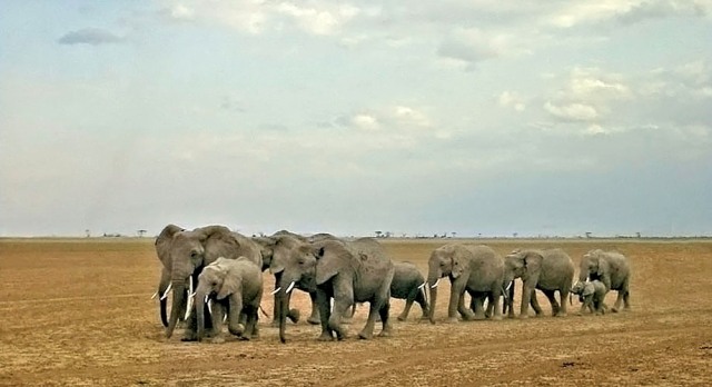 elephants in ambosel, sweetwaters, chimpanzee sanctuary, africa safari, kenya safari - cruzeiro-safaris.com