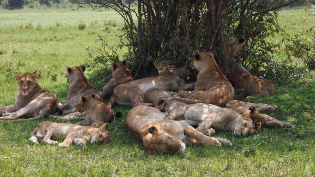 kenya masai mara safari  - Kenya 
