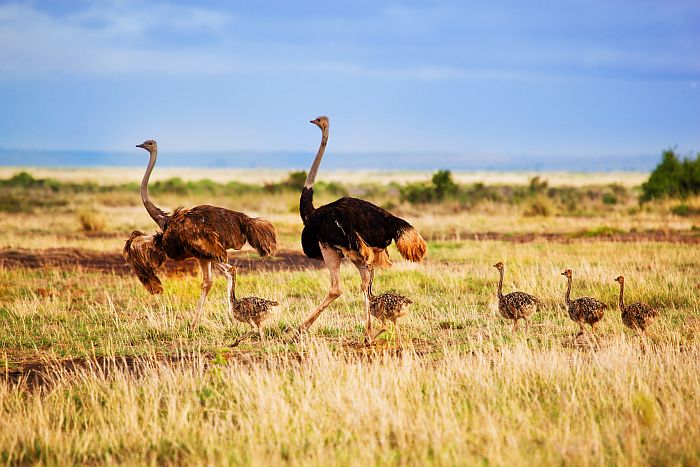 Serena Africa Safari Tours 7 Days | Cruzeiro Safaris