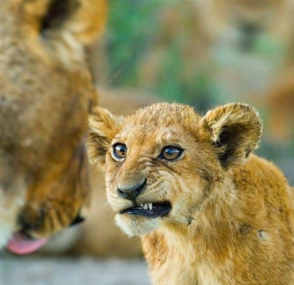 Africa Safari, African Safari, Kenya Safari Package, Kenya Safari, Nairobi  Tours - Cruzeiro Safaris 