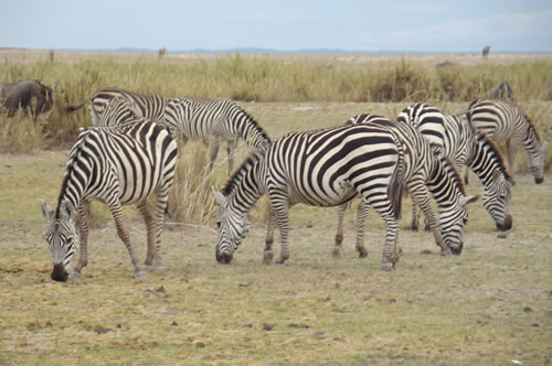 safari booking in kenya  - Zebra