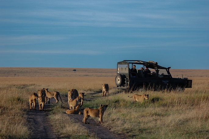 governors camp, game drives, travel africa - Kenya Safaris 