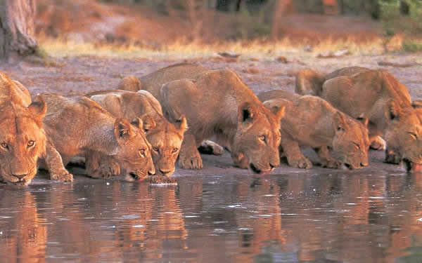 lions in the national parks  - Cruzeiro Safaris Packages 