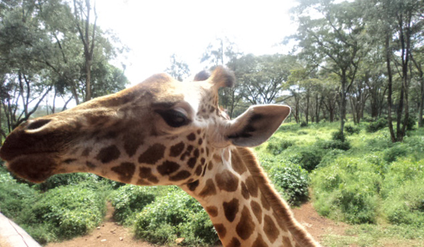 nairobi tour to giraffe center - cruzeirosafaris4.girrafecenter