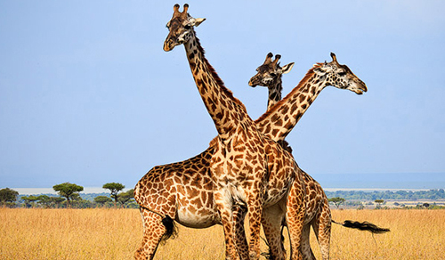 Single Travel Package in Kenya | Solo Safaris &amp; Private Tours