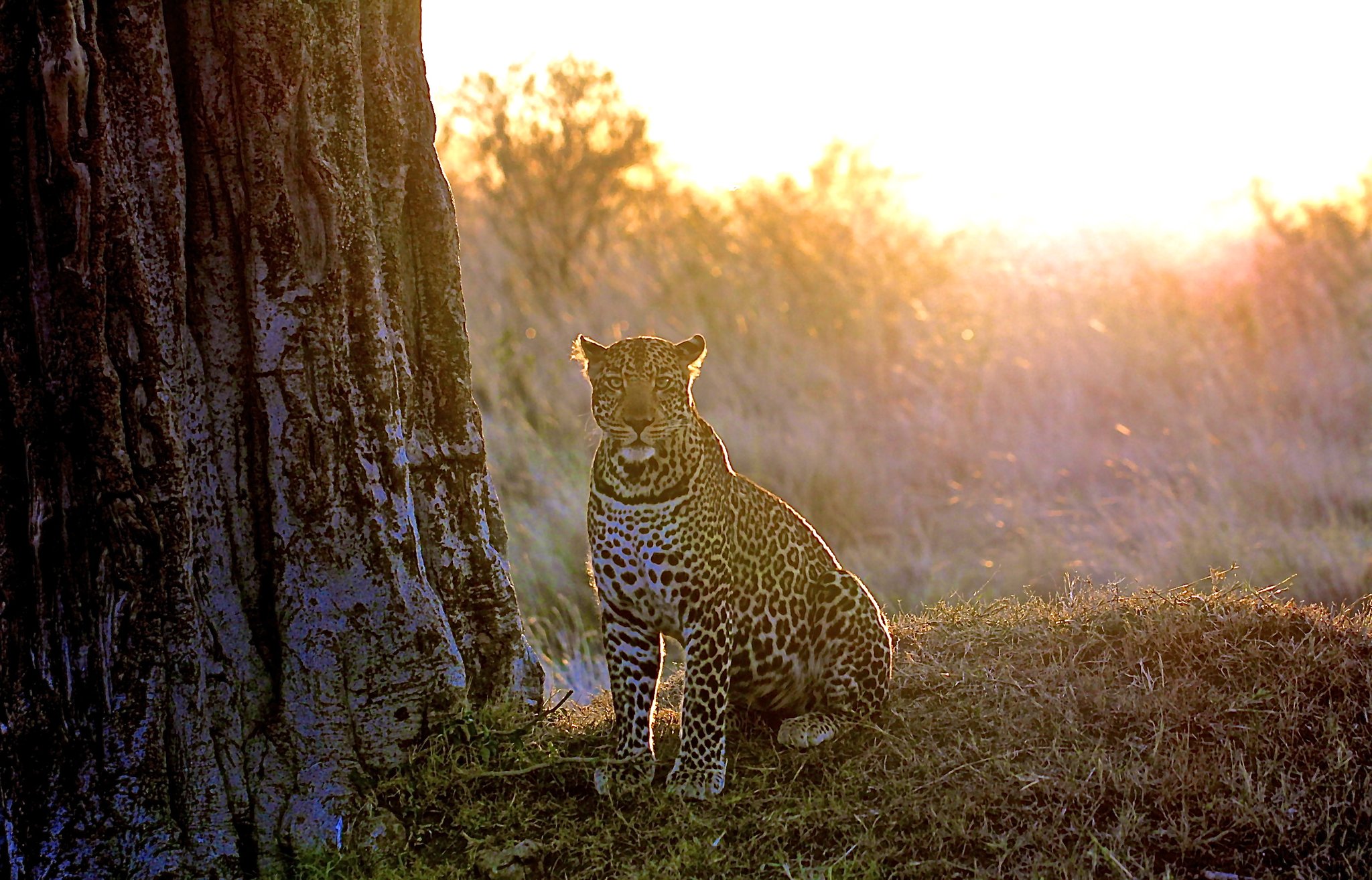 Choosing a Kenya safari package based on your travel style – Cruzeiro Safaris Kenya