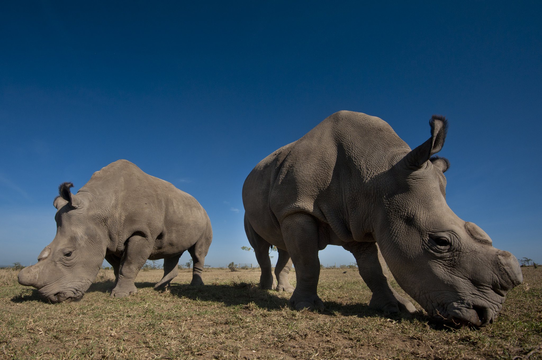 Nairobi National Park Safari, Karen Blixen &amp; Giraffe Center Tour