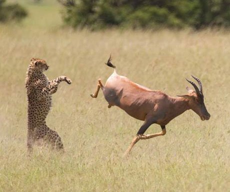 wildlife photos in africa