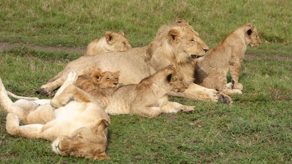 Lions in Nairobi National Park Tour - Nairobi 