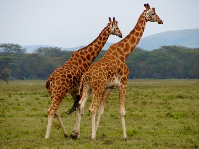 International travelers on safari with Cruzeiro Safaris Kenya