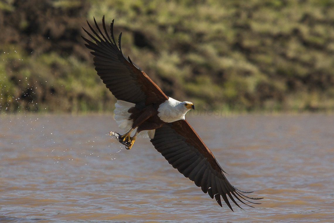 Full-Day Lake Naivasha &amp; Crescent Island Tour with Lunch at Elsamere