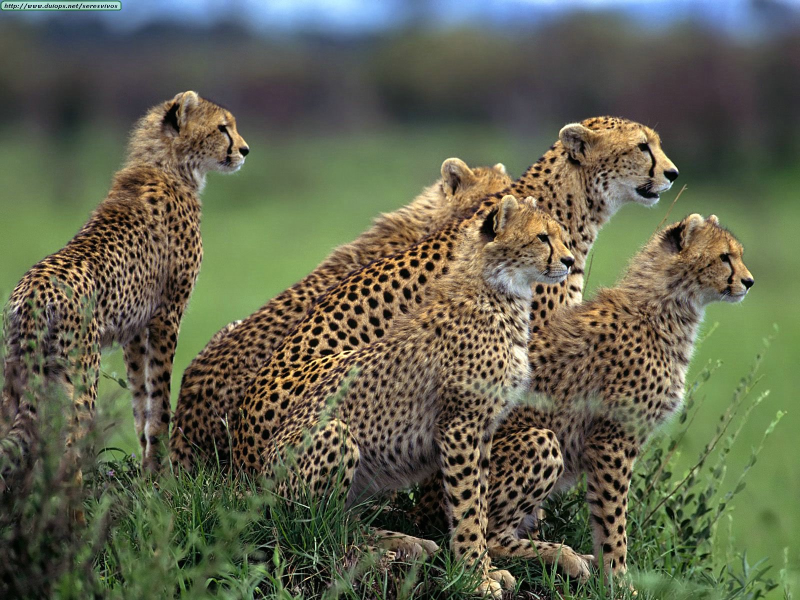Cheetahs resting in the Masai Mara – one of Kenya’s top safari parks