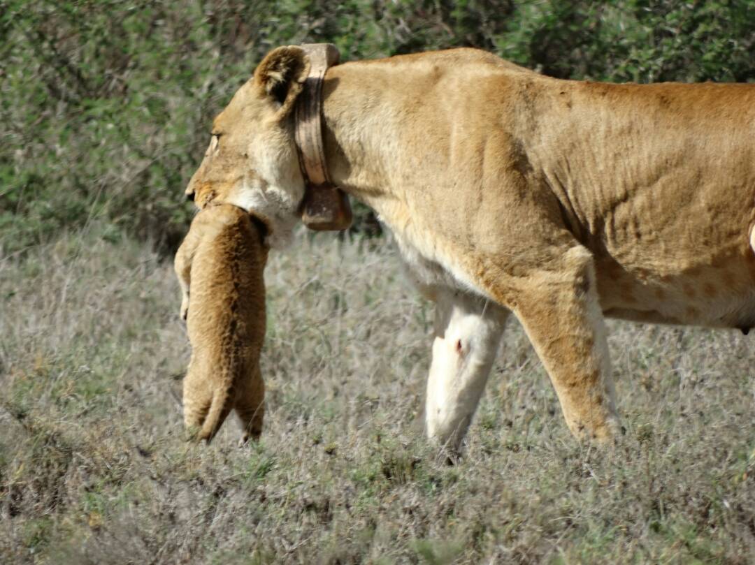 Lioness with Cub 