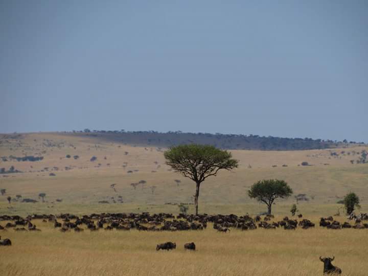 Migration, Kichwa Tembo, Africa Tour - Luxury