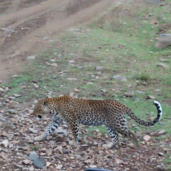 Leopard walking through the savannah camouflaged by earth-toned surroundings during a Kenya safari with Cruzeiro Safaris Kenya