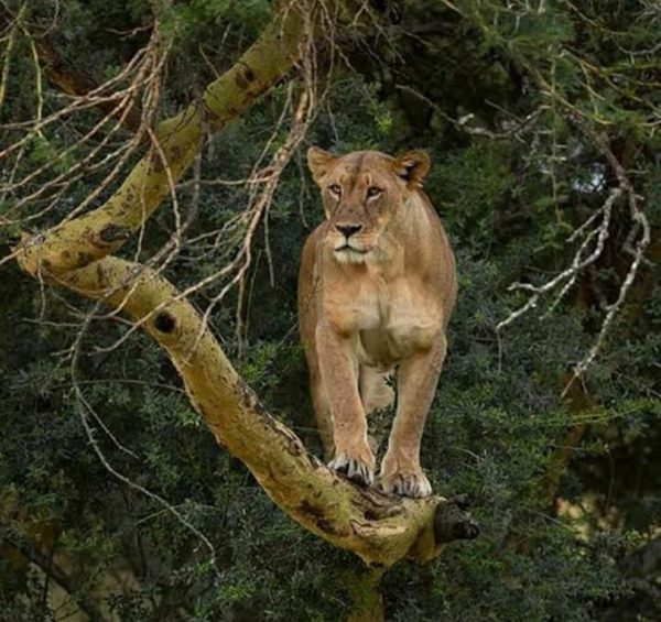 Lion standing on a tree branch in Lake Nakuru National Park during a day tour safari with Cruzeiro Safaris Kenya