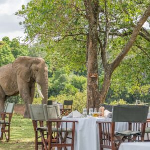 Elephants walking past restaurant view at Governors Camp in Masai Mara