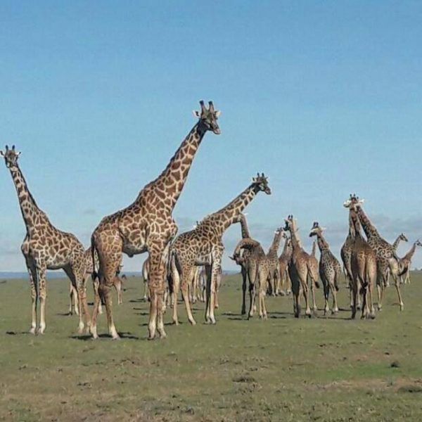 Giraffes grazing in the open plains near Nairobi, seen during a day tour or half-day safari with Cruzeiro Safaris Kenya.