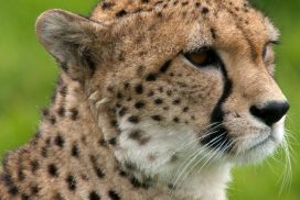 6 Day Safari Game Drives – Amboseli, Nakuru & Masai Mara