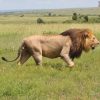 Lion walking across the savannah during a Nairobi National Park safari — morning, mid-morning, and afternoon half-day tours with park entry fees included by Cruzeiro Safaris Kenya