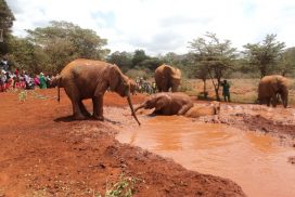 Elephant Orphanage Visit and Nairobi National Park Safari