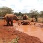 elephants orphanage day tour