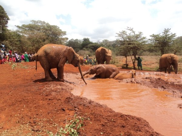 Baby elephants enjoying a mud bath while visitors watch at the David Sheldrick Elephant Orphanage during a Nairobi day tour with Cruzeiro Safaris Kenya