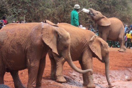 Elephant Tour from Nairobi