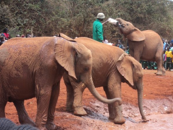 Elephants seen during a full-day Nairobi tour including Nairobi National Park, Elephant Orphanage, and Giraffe Center with Cruzeiro Safaris Kenya
