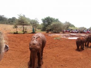 tour in nairobi to elephant, giraffe