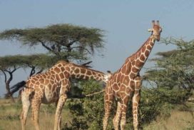 Giraffe Center and Nairobi National Park Safari Tour