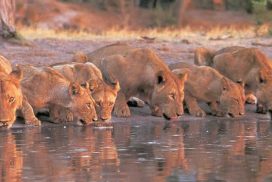 4 Day Safari in Kenya to Masai Mara and Lake Nakuru