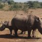 rhino - cruzeiro safaris