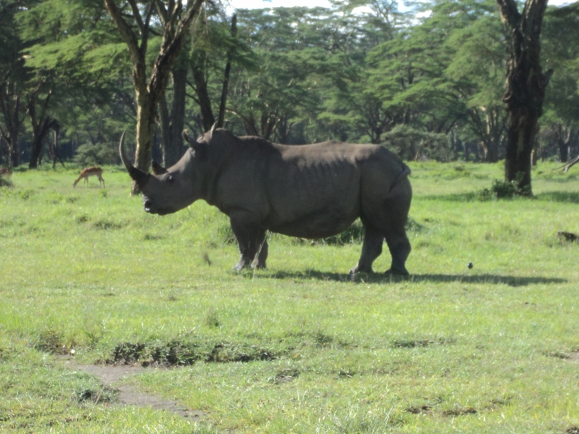 Rhinoceros spotted during a private Nairobi National Park tour, part of a luxury multi-day Kenya safari with accommodation, transport, and park fees included.