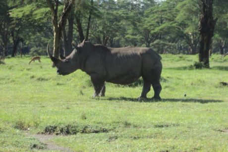 rhino in lake nakuru