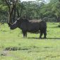 rhino in lake nakuru