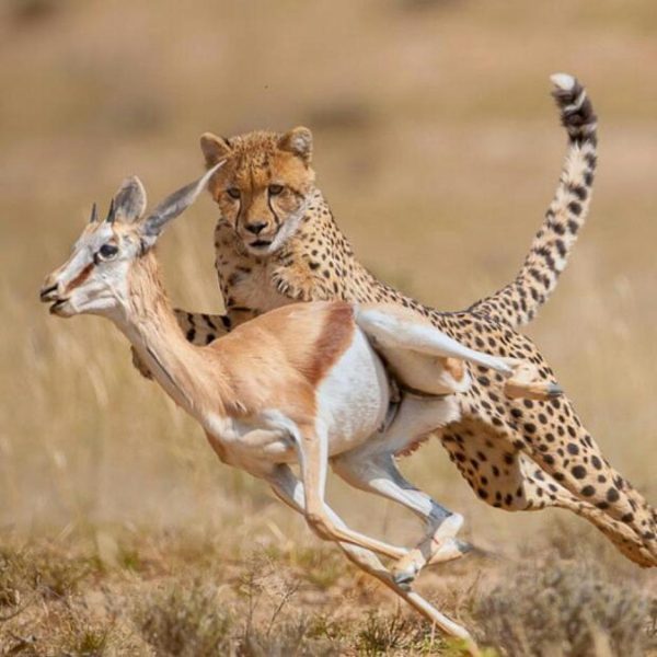 Cheetah chasing prey during a mid-morning game drive at Nairobi National Park with Cruzeiro Safaris Kenya, all park fees included