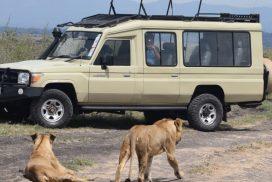 Nairobi National Park Morning Safari in a 4x4 Land Cruiser