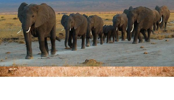 Herd of elephants walking across the plains of Masai Mara and Amboseli, iconic Big Five safari experience in Kenya with Cruzeiro Safaris