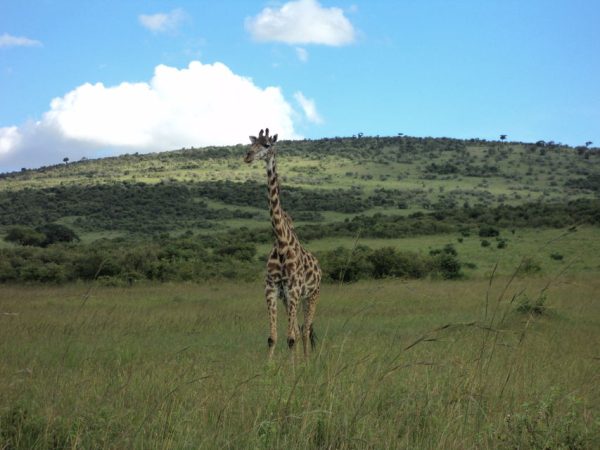 Giraffe spotted on a game drive in Narok County, Masai Mara during an afternoon safari adventure organized by Cruzeiro Safaris Kenya — book your Maasai Mara safari today