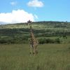Safari vehicle with travelers on a game drive in Kenya, guided by Cruzeiro Safaris — the top-rated tour operator in Nairobi.