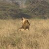 Safari vehicle driving across the plains in Kenya, offering travelers a way to find and book the best safaris in Kenya with Cruzeiro Safaris Kenya