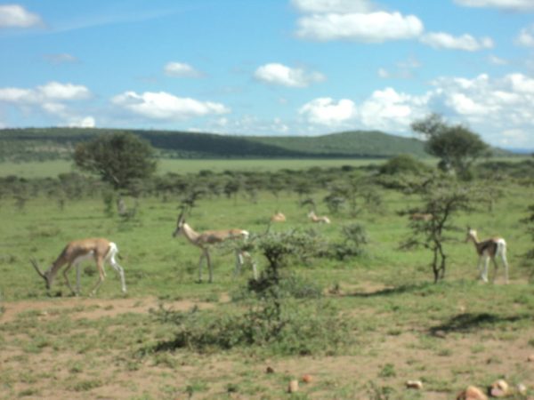 Gazelles grazing on the plains during a Masai Mara game viewing drive in Kenya with park fees included, organized by Cruzeiro Safaris Kenya