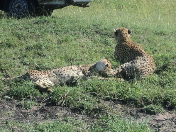 Cheetahs resting on the plains of Masai Mara National Reserve during a 5-day safari adventure with Cruzeiro Safaris Kenya — book Masai Mara packages and Kenya safari deals