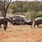 game drives with open side vehicles