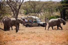 3 Days in Maasai Mara Experience Kenya by Air