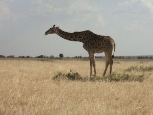 masai mara safari 