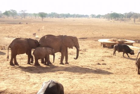 elephant orphanage tour